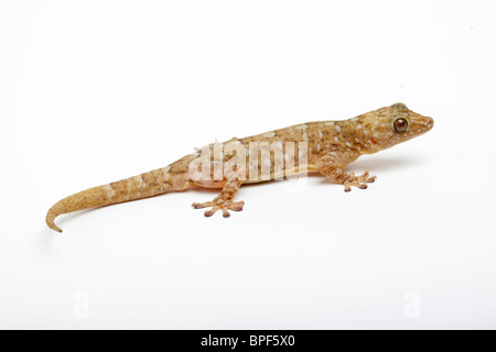 Marbled gecko, Gekko grossmanni Stock Photo