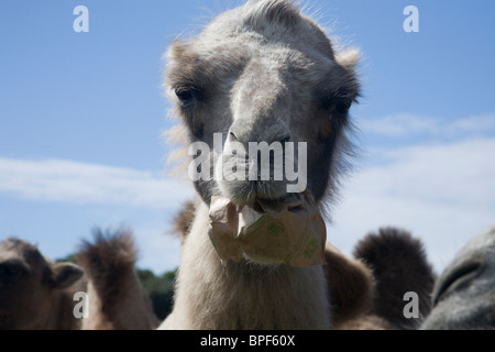 Feeding time  Camel eating brown paper  Head Detail Stock Photo