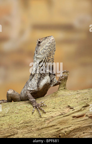 Frilled lizard, Chlamydosaurus kingii, New Guinea Stock Photo