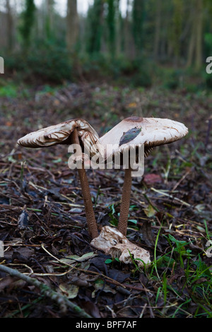 Damaged parasol mushrooms in a wood - Macrolepiota procera Stock Photo