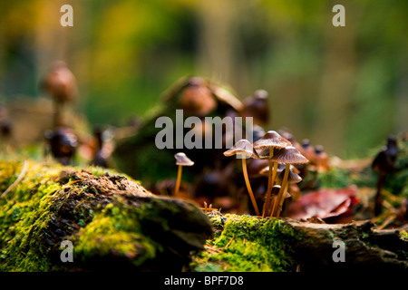 Small Bell Cap toadstools shot in a damp woodland.  More toadstools can be made out behind. Stock Photo