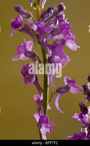 Purple Toadflax, Linaria purpurea in flower; naturalised in UK, from Italy. Stock Photo