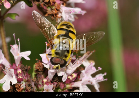 Hoverfly - Myathropa florea Male on Marjoram Stock Photo