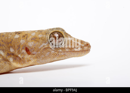 Marbled gecko, Gekko grossmanni Stock Photo