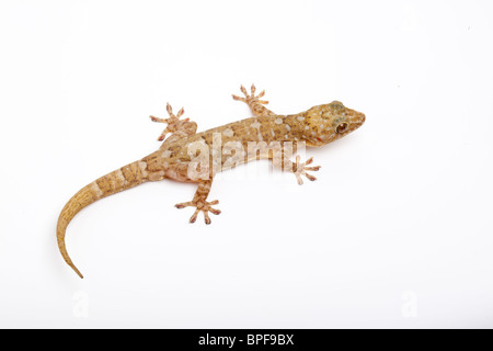 Marbled gecko, Gekko grossmanni Stock Photo