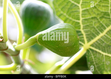 Immature Fig - Brown Turkey, Ficus carica Stock Photo