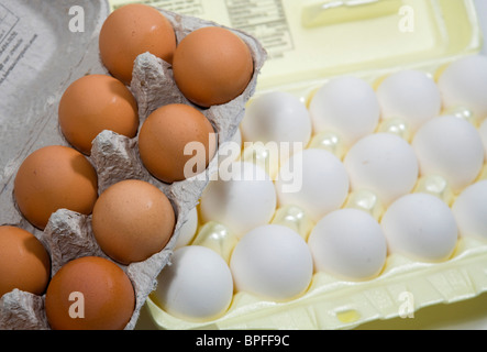 White and brown eggs in cartons.  Stock Photo