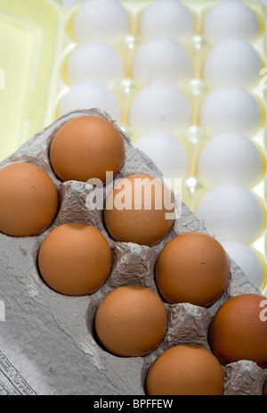 White and brown eggs in cartons.  Stock Photo