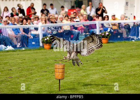 UK, England, Merseyside, Southport Flower Show, Bengal Eagle Owl, Bubo bengalensis landing on post Stock Photo