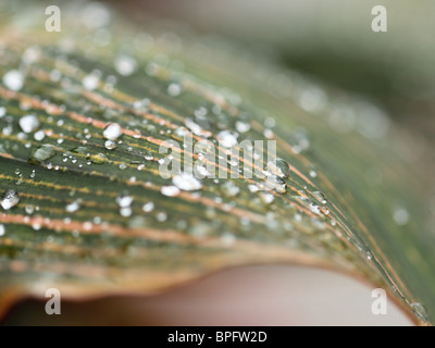 Macro photo of water droplets on a Canna Lily (Pretoria) leaf after a rain storm. Stock Photo