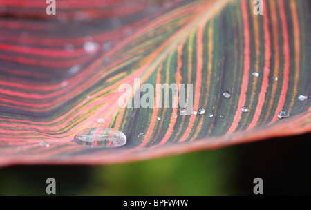 Macro photo of water droplets pooling together into one big drop on the leaf of a Canna Lily (Durban). Stock Photo