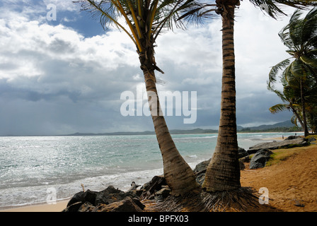 Pair of coconut palms on the beach, Luquillo, Puerto Rico Stock Photo