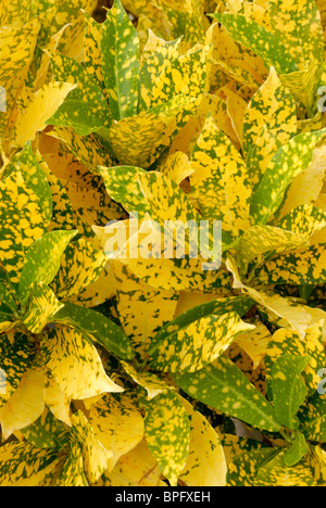 Yellow and Green Foliage Stock Photo