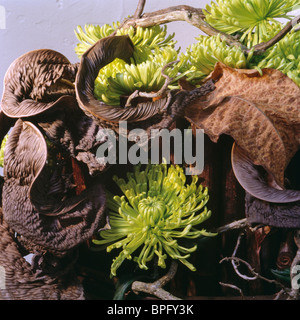 Still-Life of lime-green chrysanthemums and dried brown hosta leaves in autumn floral arrangement Stock Photo