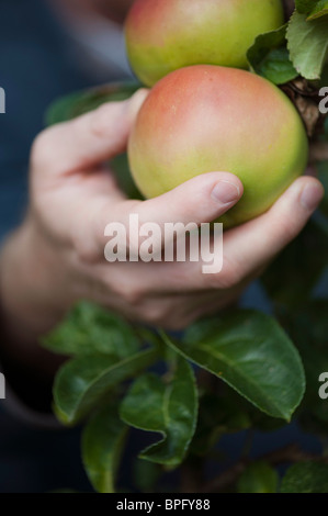 Picking an apple from a tree. Malus Domestica 'Arthur Turner' Stock Photo