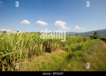 sugarcane plantation, Jamaica Stock Photo