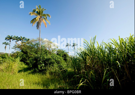 sugarcane plantation, Jamaica Stock Photo