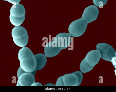 This is a false coloured scanning electron micrograph of Streptococcus thermophilus. Stock Photo