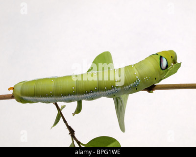 Oleander Hawk caterpillar Stock Photo