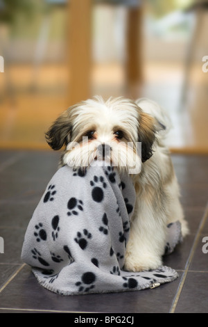 Lhasa apso puppy Stock Photo