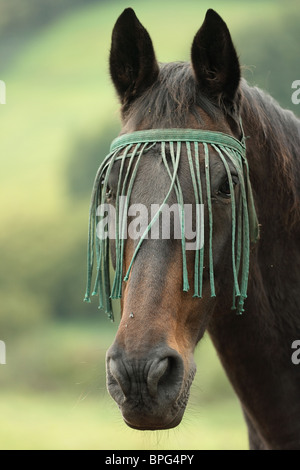 Horse in field in Devon UK Stock Photo