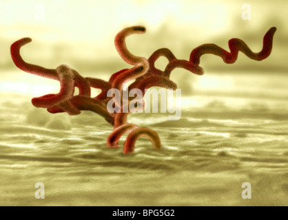 A transmission electron micrograph of Treponema pallidum, the causative agent of syphilis. Stock Photo