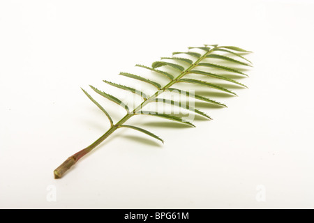 Green leaf from Rowan Tree also known as Mountain Ash or Sorbus. Stock Photo