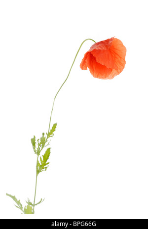 Red poppy cut-out Stock Photo