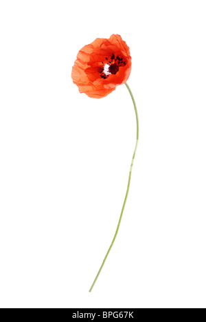 Red poppy cut-out Stock Photo