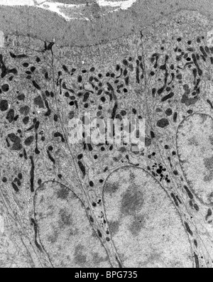 A transmission electron micrograph of a section of small bowel showing microvilli, plasma membrane, mitochrondia and nuclei. Stock Photo