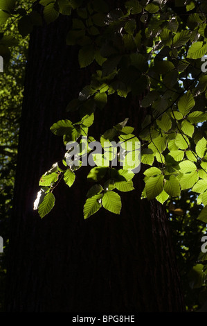 leaves backlit,leaves backlit,chestnut tree, nature, background, brown, natural Stock Photo