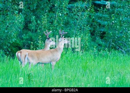 Two alert white tail deer Stock Photo
