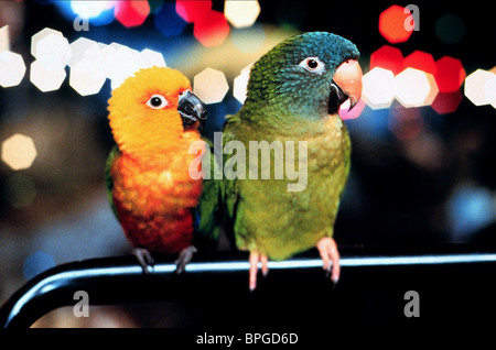 Paulie bird movie Paulie bird movie