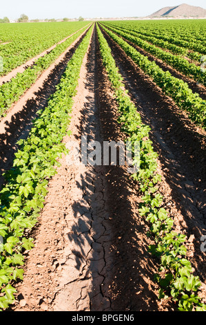 Cotton plants are maturing in rows in a field. Stock Photo