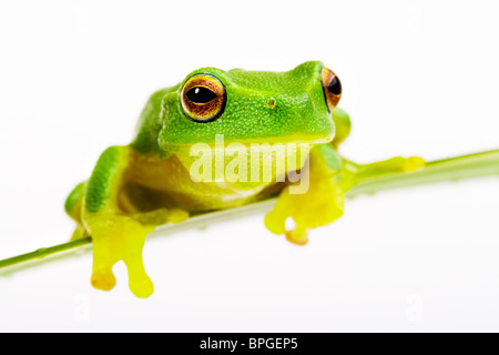 Small green tree frog sitting on grass blade Stock Photo