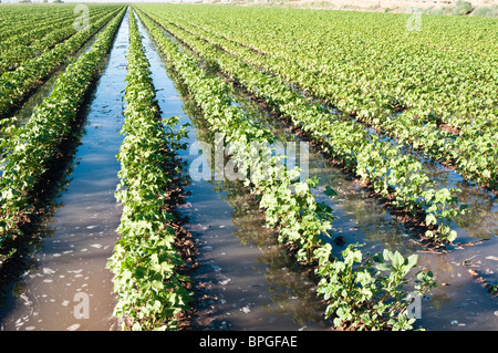 A cotton field is flooded to irrigate the young plants. Stock Photo