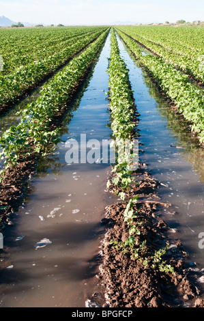 A cotton field is flooded to irrigate the young plants. Stock Photo