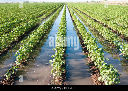 A cotton field is flooded to irrigate the young plants. Stock Photo