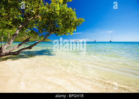 Trees hanging over stunning lagoon with clean blue sky Stock Photo