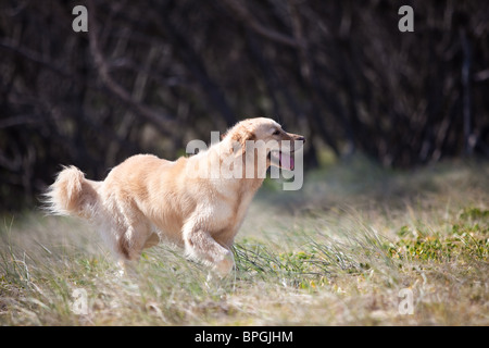 Golden retriever in the tall grass Stock Photo - Alamy
