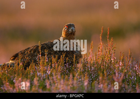 Red grouse Lagopus lagopus scoticus, male, in heather moorland at dawn, Yorkshire, August Stock Photo