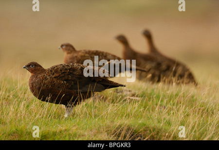 Red grouse Lagopus lagopus scoticus, female group, Yorkshire Moors, August, Yorkshire Stock Photo