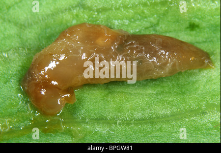 Free-living nematodes, Phasmarhabditis hermaphrodita, on dead slug killed by biological control agent Stock Photo