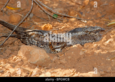 Red necked nightjar, Caprimulgus ruficollis,Adult accompanying a chicken hidden in the ground Stock Photo