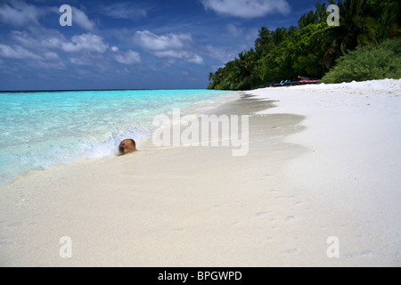 A coconut floating around in the water. At Vilamendhoo, Maldives Stock Photo