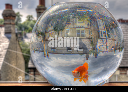 HDR image of a goldfish in a goldfish bowl, overlooking the back streets of Cambridge. Stock Photo