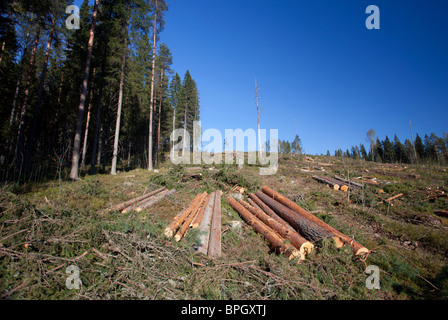 Pine and spruce logs at taiga forest clear cutting area , Finland Stock Photo