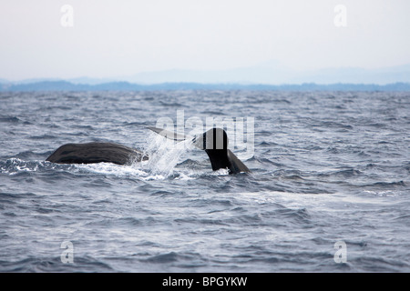 Sperm Whales Physeter macrocephalus Pottwale diving, South Coast Sri Lanka Stock Photo