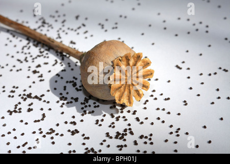 Poppy seed head with seeds, Surrey England UK. Stock Photo