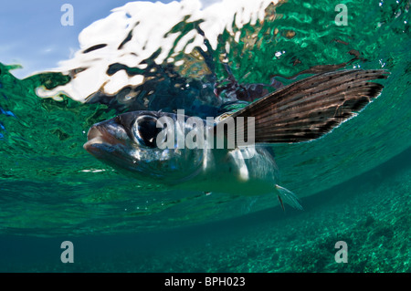 Flying fish, Menjangan Island, Bali, Indonesia. Stock Photo